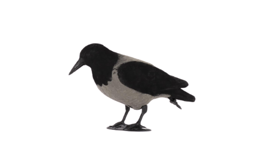 Alces Varis Houkutuskuva - Houkutuskuvat - A102130 - 1