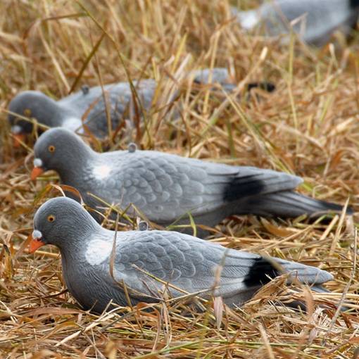 Kyyhkyn Fullbodykuva Live Pigeon - Houkutuskuvat - LP002 - 1