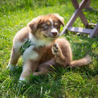 FinNero SALON Vedonestovaljas Metsänvihreä - Muut koiratarvikkeet - 6438406005406 - 2