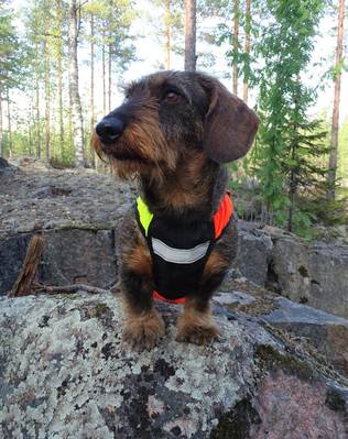 Kardog Vilma Huomioliivi Kelta/Oranssi - Koiraliivit - VILMA - 2