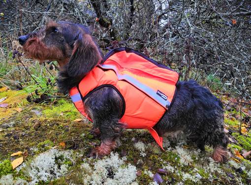 Kardog Saga Kelluttava GPS-Huomioliivi - Koiraliivit - SAGA - 1