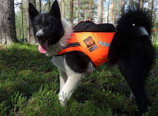 Kardog Raipe GPS-Huomioliivi - Koiraliivit - RAIPE - 1