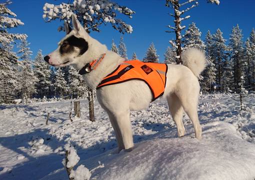 Kardog JERI Kelluttava GPS-Huomioliivi - Koiraliivit - JERI - 1