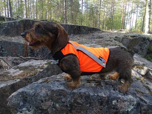 Kardog Sisu Huomioliivi Oranssi - Koiraliivit - SISUORANSSI - 1