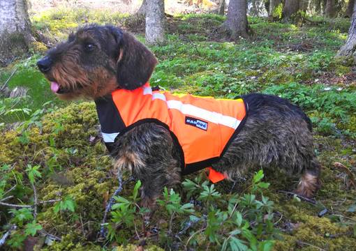 Kardog Otso Huomioliivi - Koiraliivit - OTSO - 1